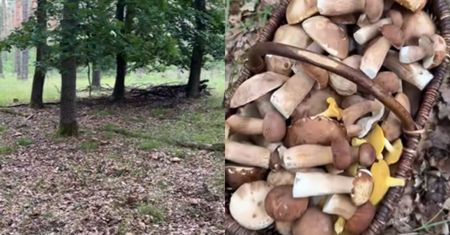 "Borowikowe eldorado" w środku lata. Filmik ma tysiące wyświetleń
