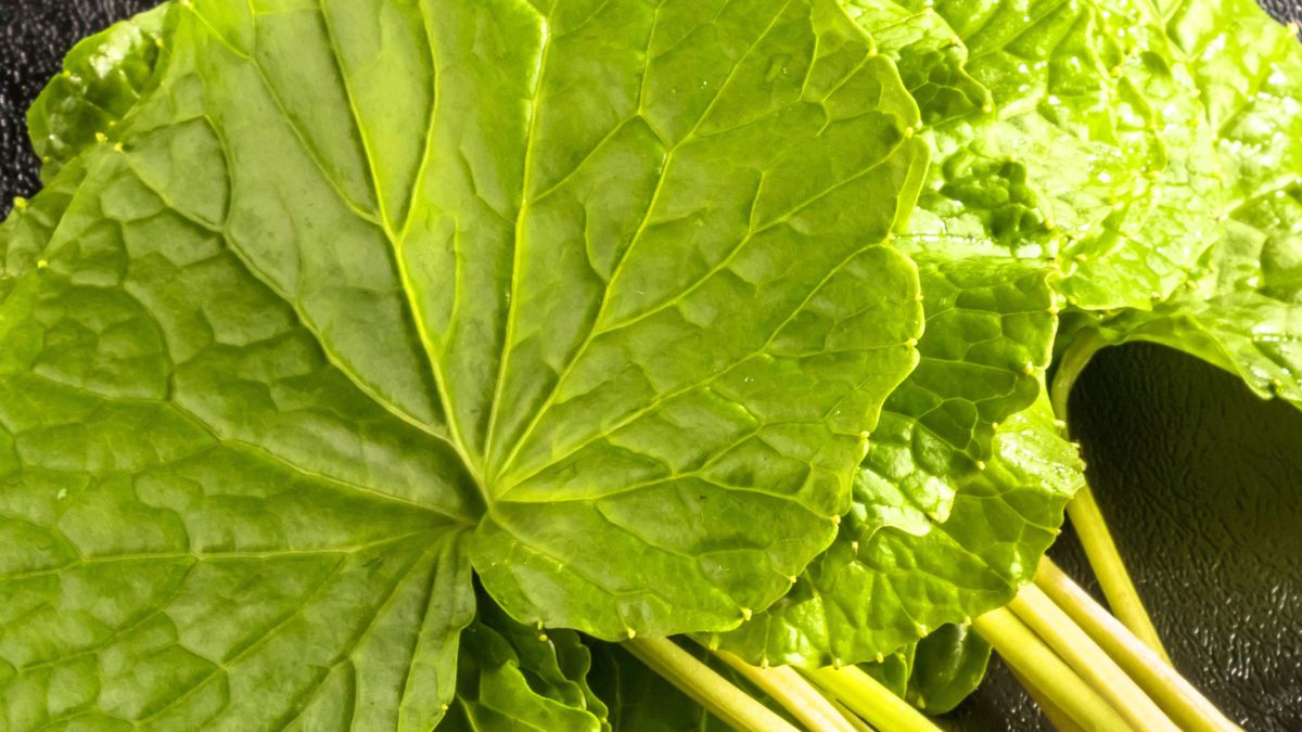 Wasabi to najdroższa roślina na świecie 