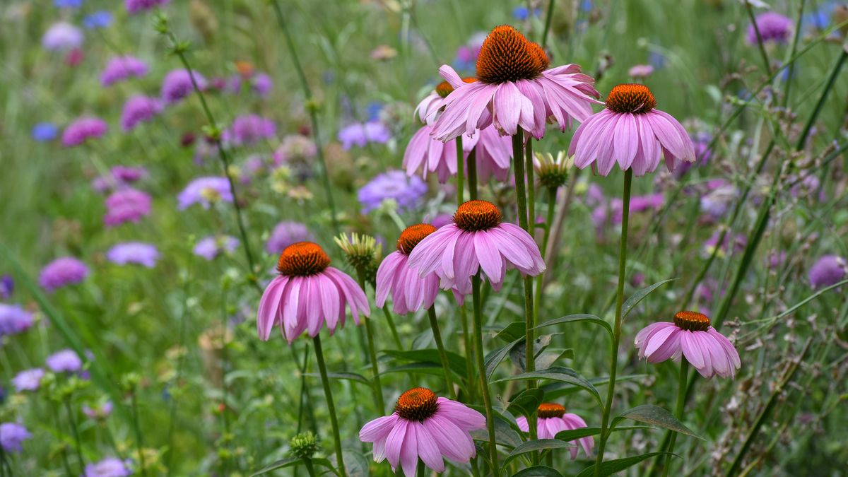Jeżówki wracają do łask. To najmodniejsze kwiaty sezonu