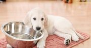 Pies podjada karmę kotu albo odwrotnie? „Smartkarmnik” firmy SureFeed temu zapobiegnie