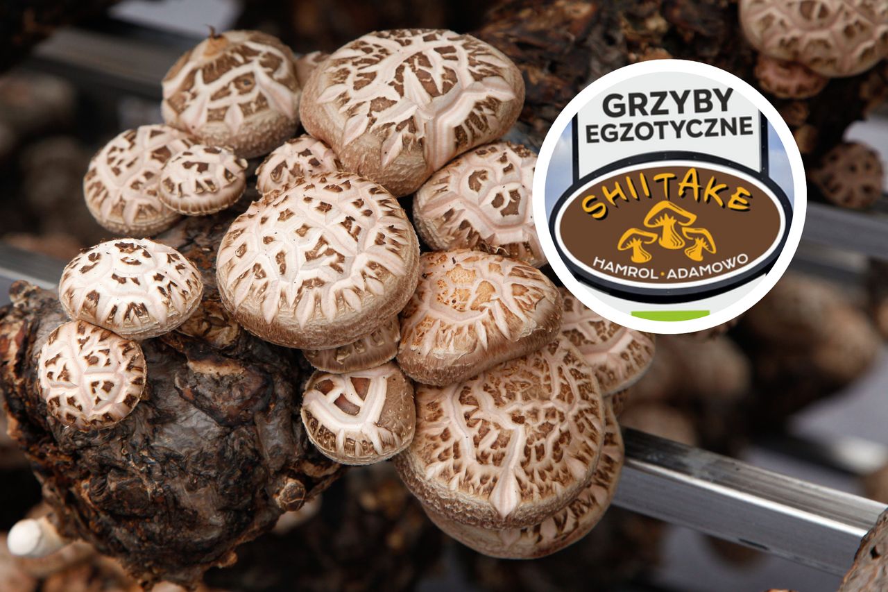 Uprawiają japońskie grzyby w Polsce. Miesięcznie zbierają nawet 5 ton shiitake