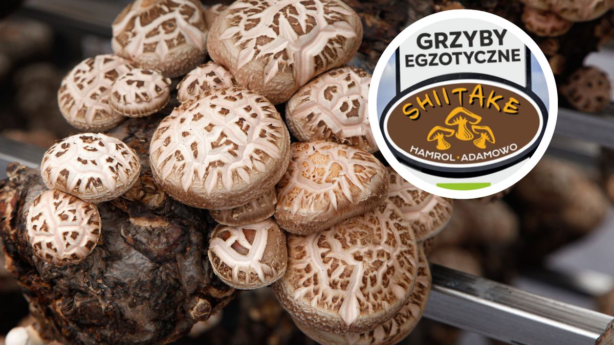 W Adamowie pod Wolsztynem uprawiane są grzyby egzotyczne 