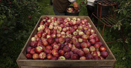 10 gr za 1 kg jabłek. Kowalczyk: sytuacja jest trudna, będą dopłaty