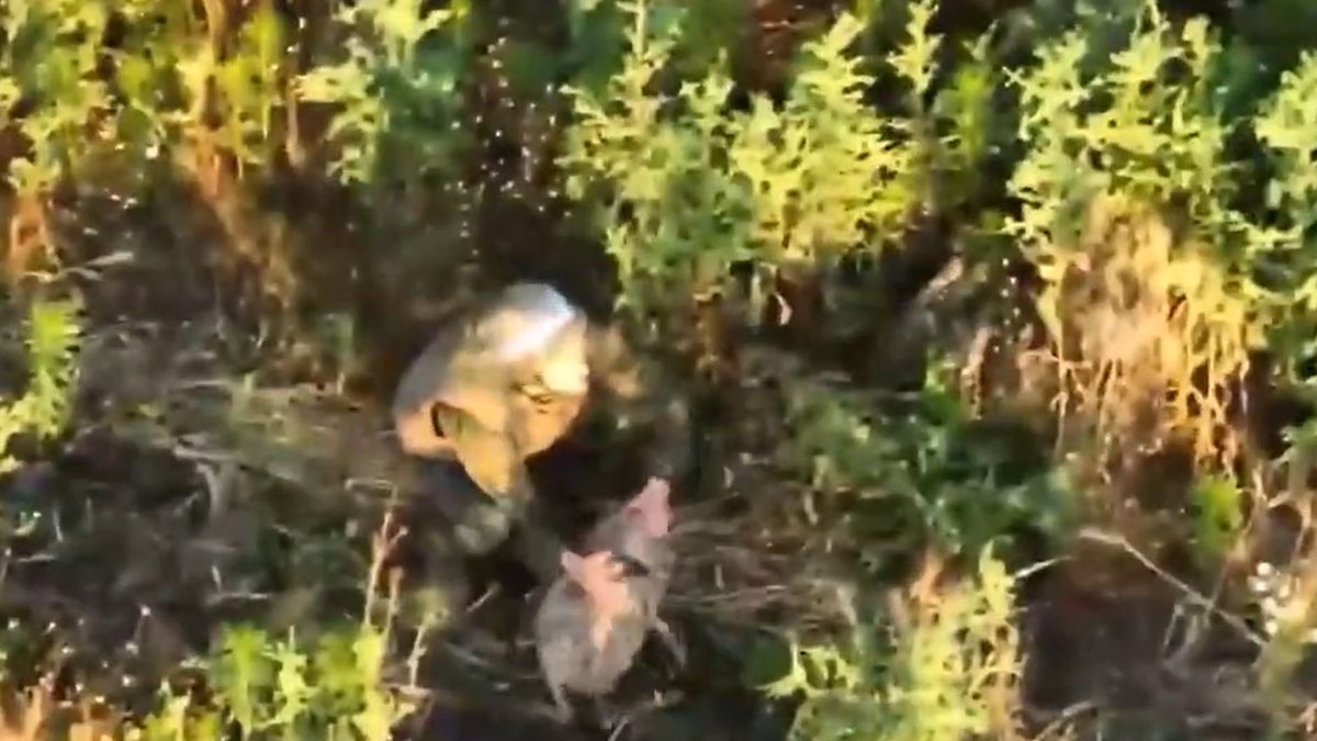 Rosyjski żołnierz poddał się na widok ukraińskiego drona