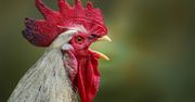 Hodowcy drobiu otrzymają rekompensaty za straty wynikające z grypy ptaków