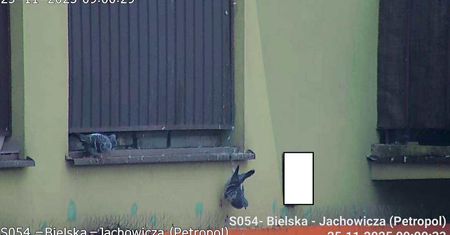 Gołąb zaplątał się w siatkę na balkonie przy ul. Jachowicza. Szybka reakcja mieszkanki Płocka uratowała ptaka