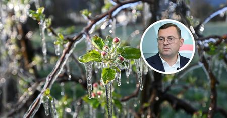 Straty sięgają 100 proc. Jest apel plantatorów. Minister odpowiada