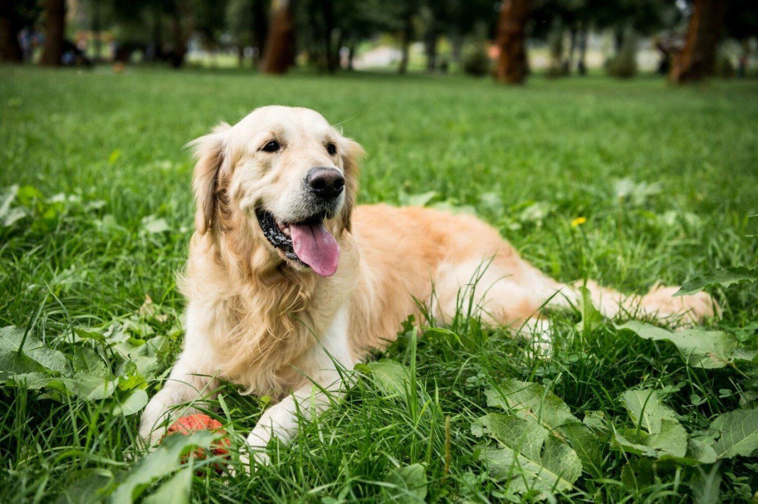 Golden retriever