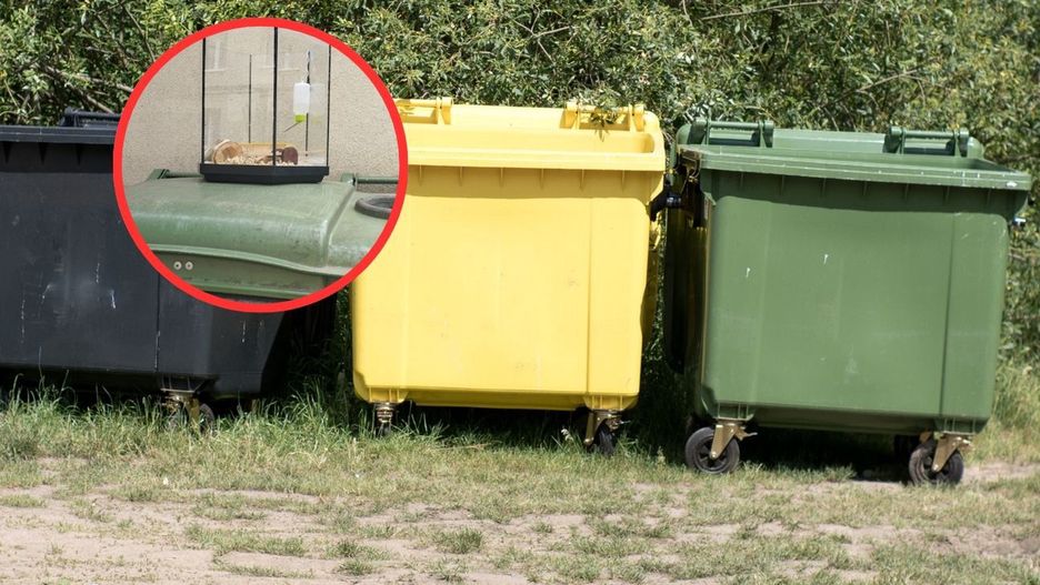 Myszy na śmietniku