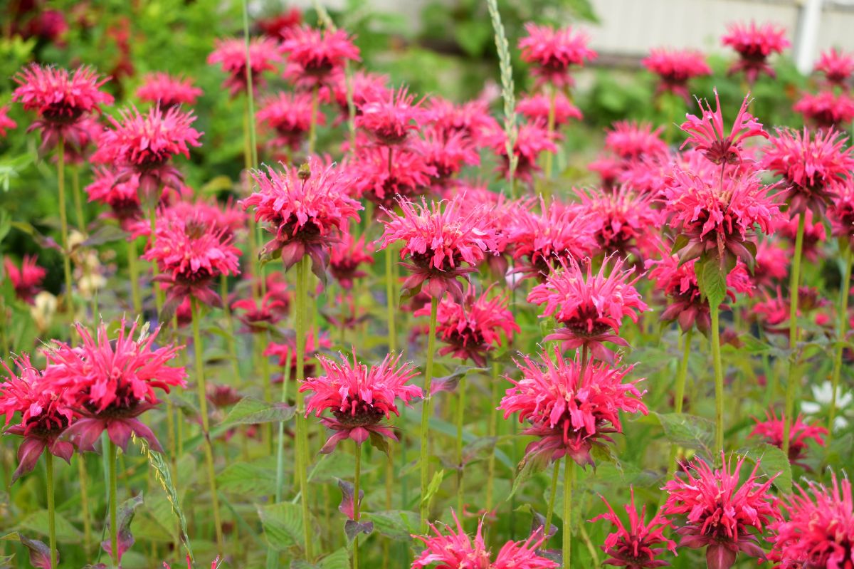 The garden bee balm is a plant that catches the eye.