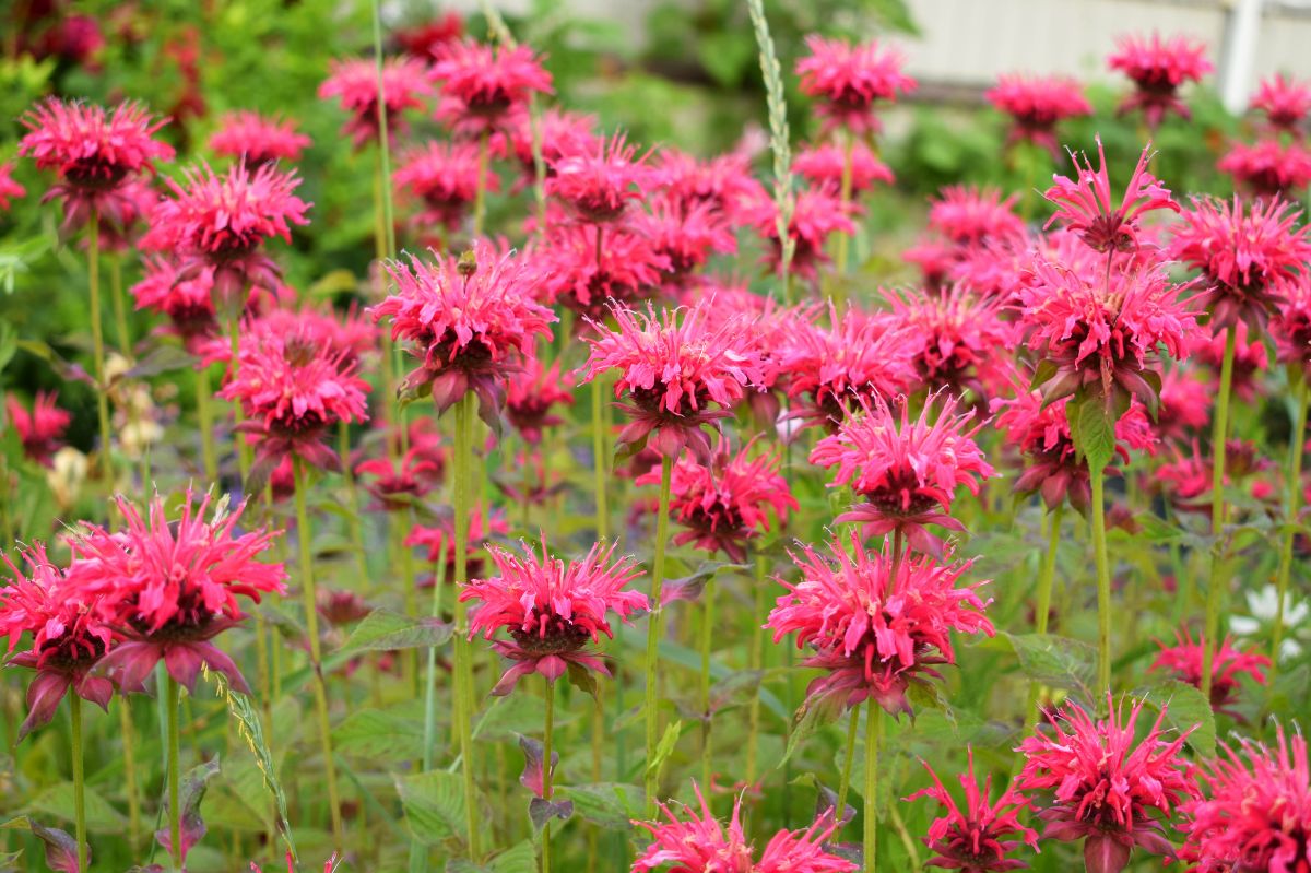 Monarda magic: Plant bee balm to repel ticks and enhance your garden