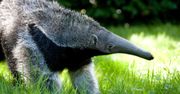 To najstarszy mrówkojad na świecie. Warszawskie zoo zaprasza na urodziny