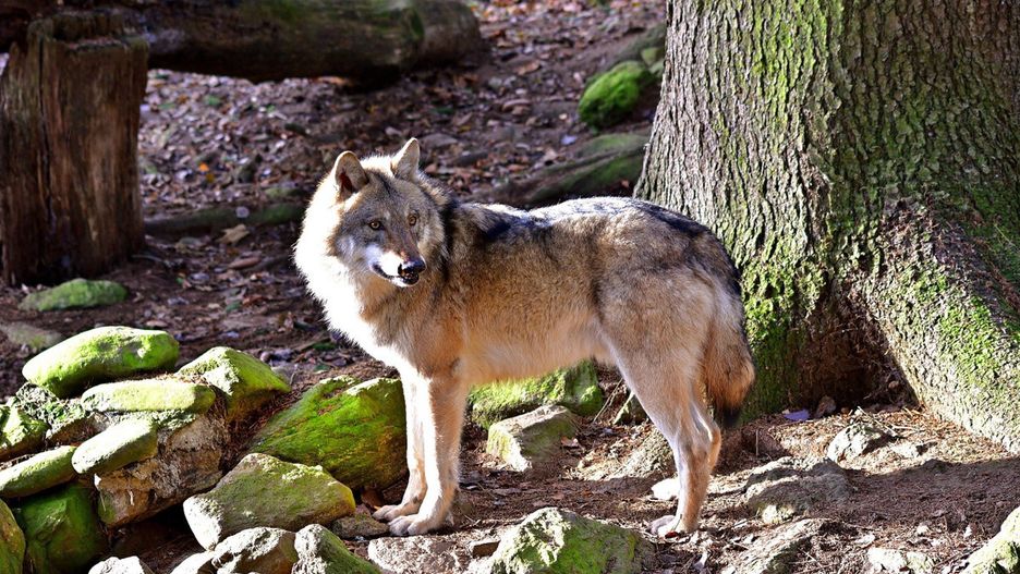 Wilki pojawiły się w okolicach turystycznych miejscowo