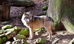 Niebezpiecznie? Myśliwi ostrzegają przed wilkami