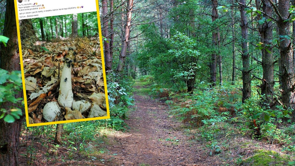 Leśnik pokazał nietypowego grzyba 