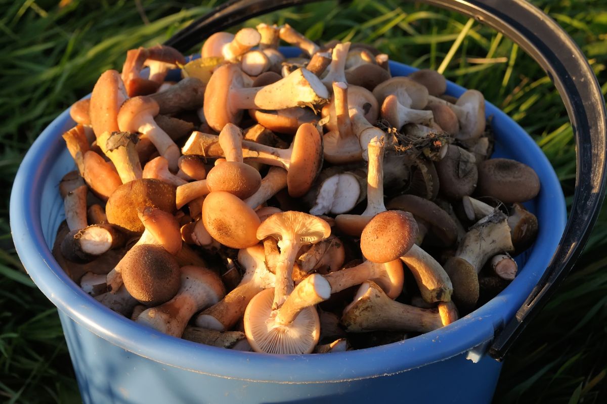 Radom: Na targowisku sprzedawano świeżo zbierane opieńki i podgrzybki