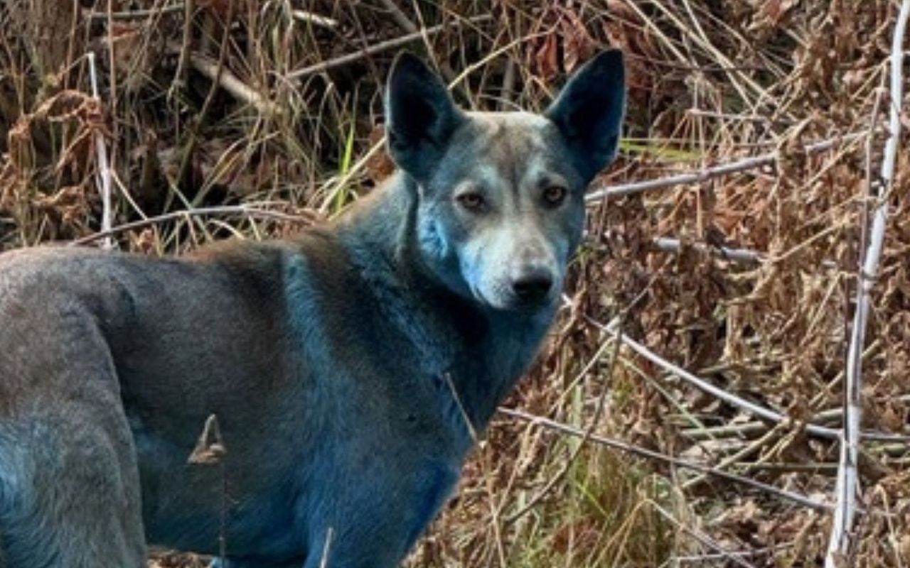 "Niebieskie psy" w Czarnobylu. Pojawiła się nowa teoria