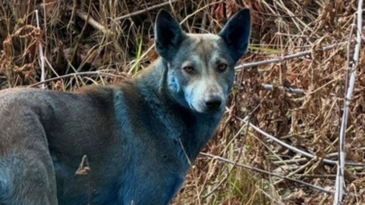Pies z niebieskim umaszczeniem z Czarnobyla