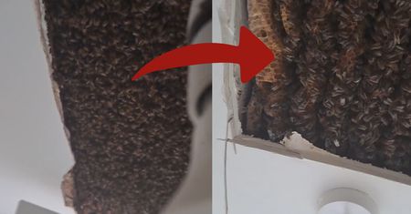 "Bzycząca" bomba. Zatrważające odkrycie pod płytą z karton-gipsu