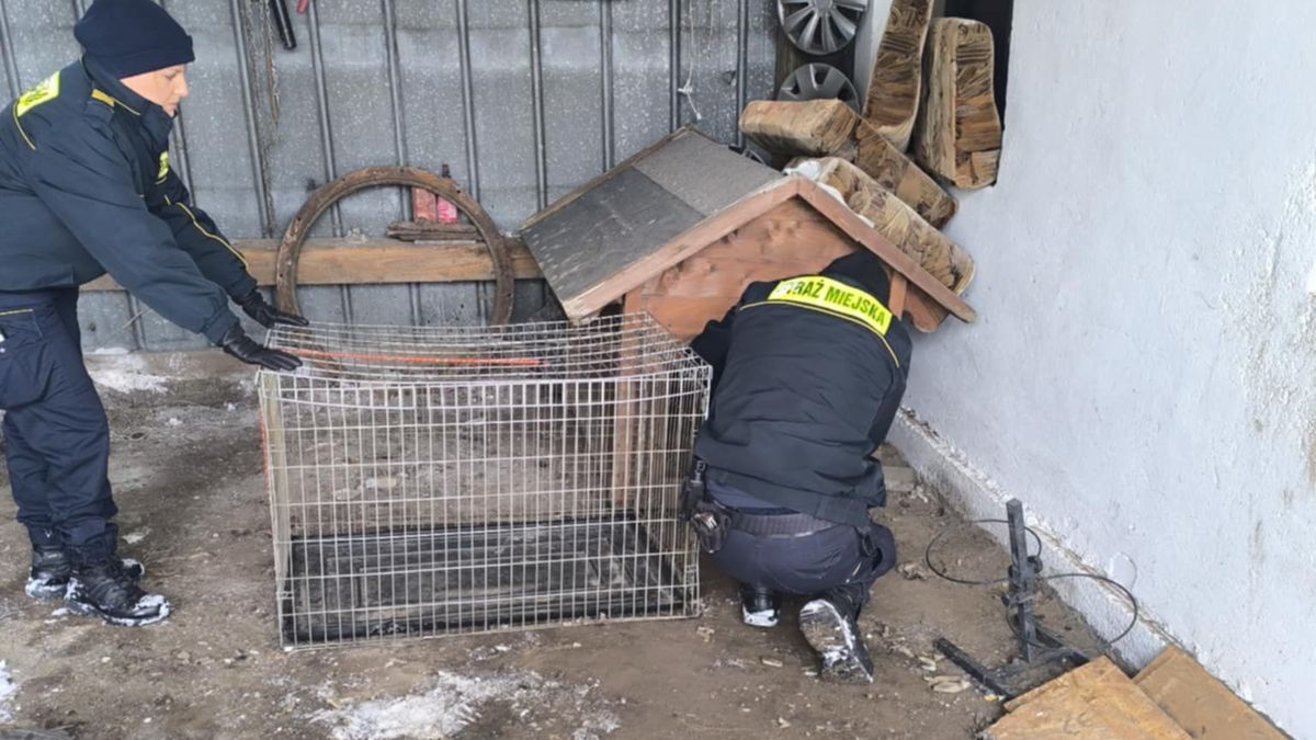 Zaskakujące odkrycie w Henrykowie.