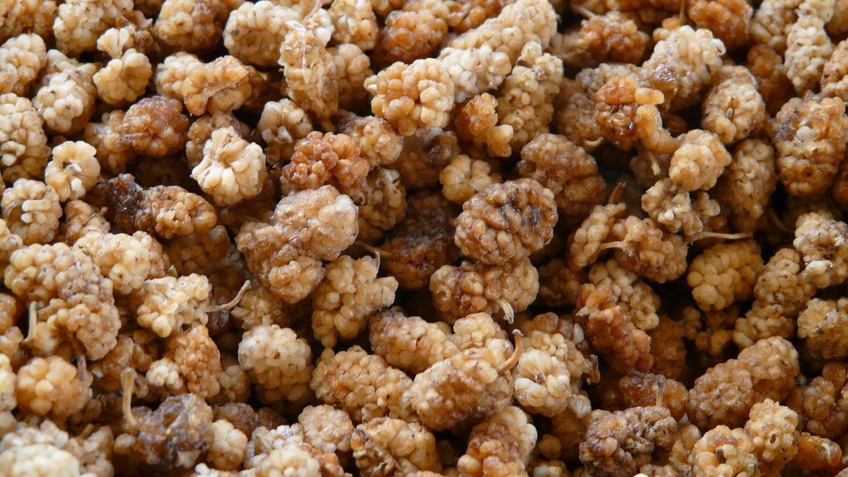 Drzewo pełne właściwości zdrowotnych. Każda część tej rośliny pełna jest witamin i minerałów