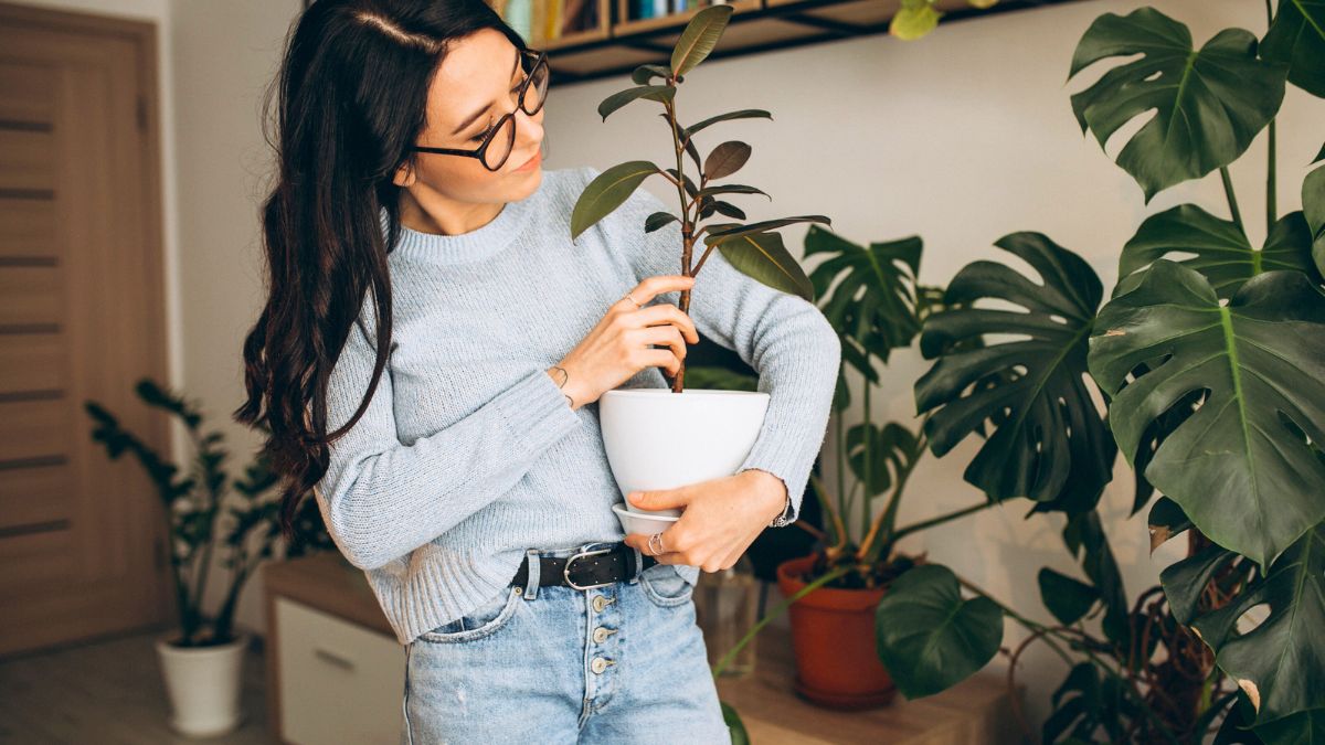 Te rośliny odżywiam specyfikami za grosze 