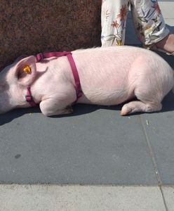 Warszawa. Nietypowy spacerowicz nad Wisłą. Po bulwarach przechadza się świnia