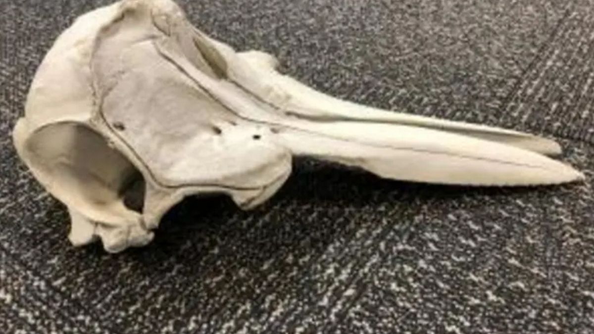 W walizce była czaszka delfina