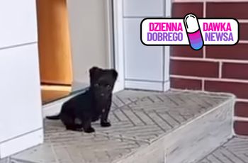 Czarne kundelki rozkochały w sobie internautów. Oto Dzieciok i Asior