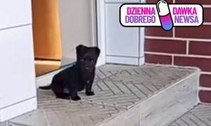 Czarne kundelki rozkochały w sobie internautów. Oto Dzieciok i Asior