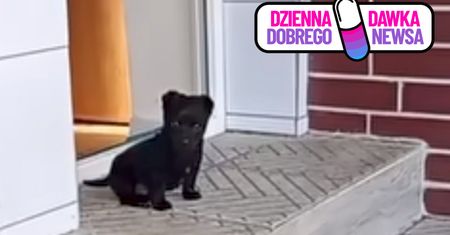 Czarne kundelki rozkochały w sobie internautów. Oto Dzieciok i Asior