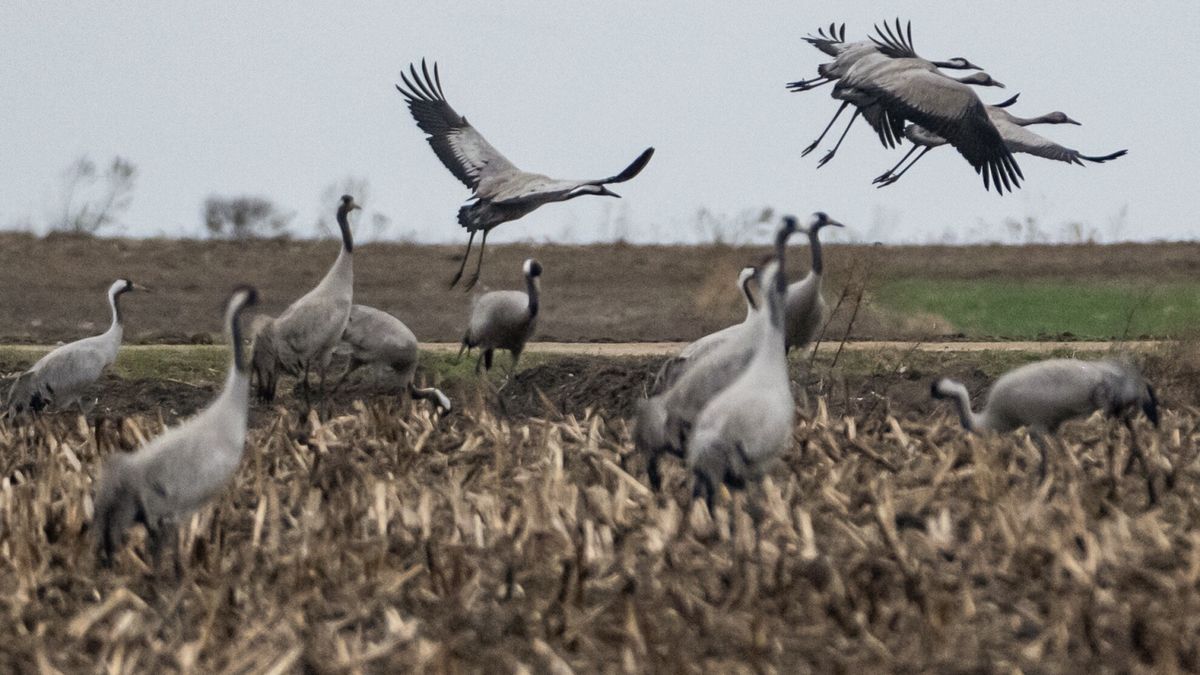 Żurawie w Poleskim Parku Narodowym 