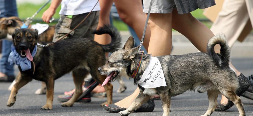 Psy wejdą do Sejmu. Będą nowe przepisy
