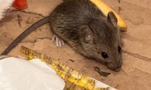 Najgorszy zapach dla myszy. Rozłóż w kątach, a już się nie pojawią