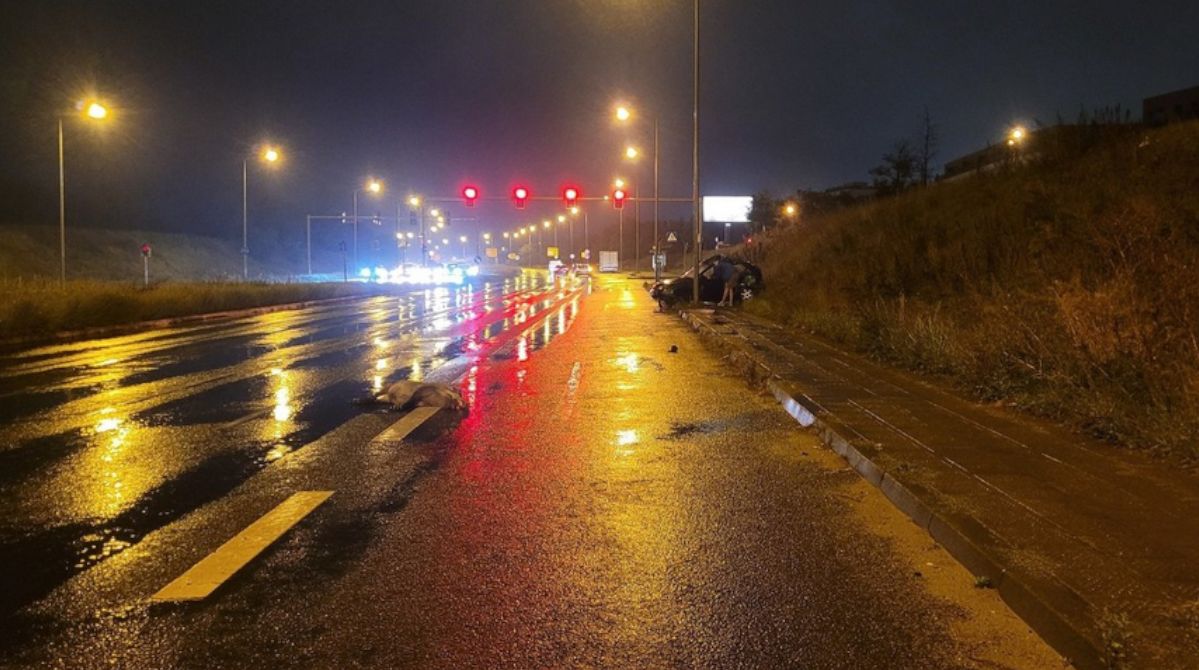 Poznań: Dzik zderzył się z samochodem. Niestety, zwierzę nie przeżyło