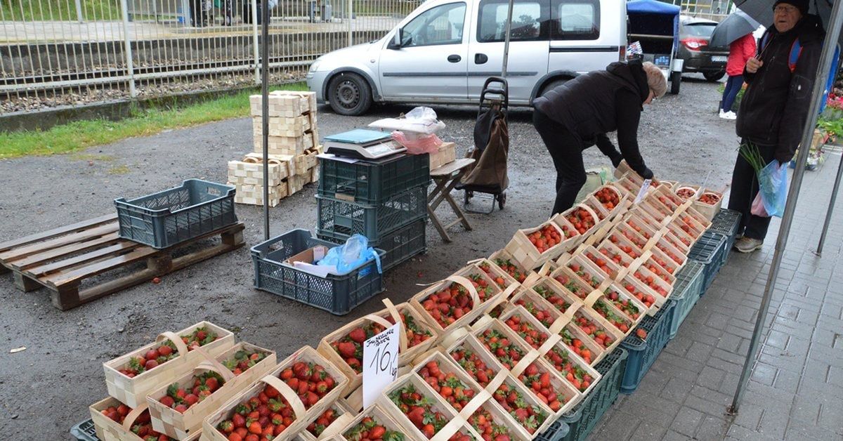 Coraz więcej polskich truskawek w Stalowej Woli. Jakie ceny ?