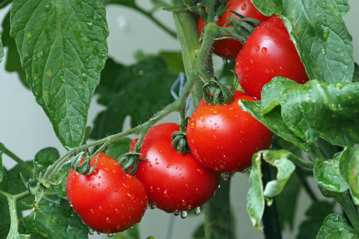 Z botanicznego punktu widzenia pomidory to owoce