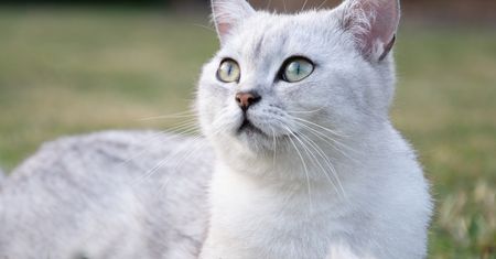 Koty jak biżuteria w ruchu. Te rasy mają futro w odcieniach złota i srebra