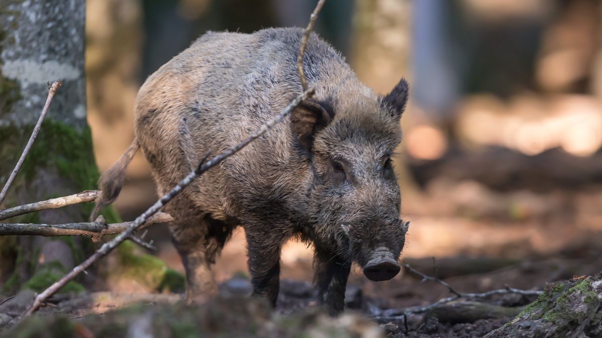 Dzik przestraszył dwie młode kobiety w Poznaniu