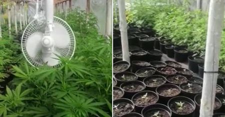 Wielka nielegalna plantacja zlikwidowana. Ponad 1400 krzaków konopi indyjskich i prawie 2 kg suszu marihuany