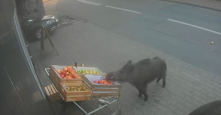 Niecodzienni "klienci" pod sklepem w Legionowie. Urządziły sobie ucztę