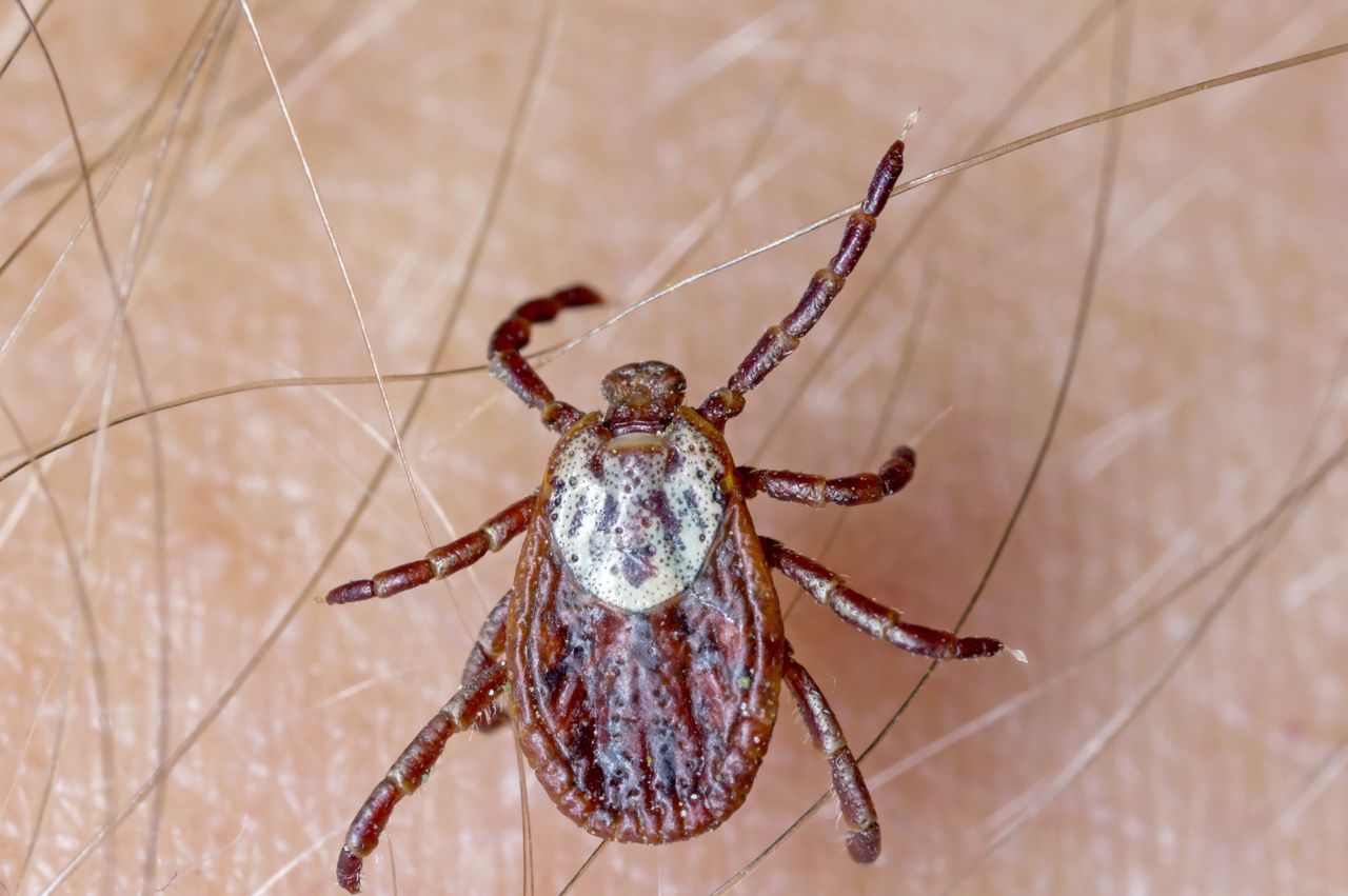 Ticks can transmit serious diseases