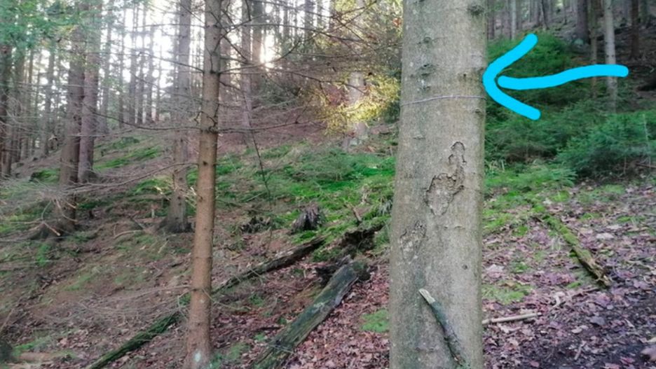 Kamienna Góra. Niebezpiecznie w lasach koło Lubawki. Nadleśnictwo ostrzega przed stalowymi linkami
