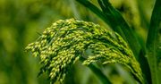 Nie tylko pszenica i jęczmień. Pradziejowy "superfood" podbija Kujawy