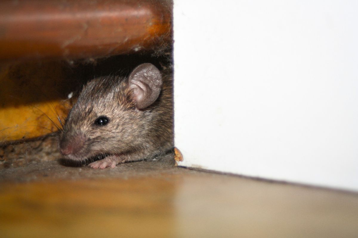 Jak zrobić pułapkę na myszy? Żaden gryzoń nie oprze się temu wabikowi