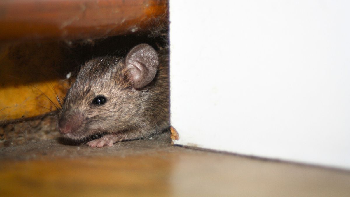 Mysz w mieszkaniu. 