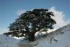 Cedrowy Liban