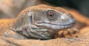 "Godzilla" na tarasie. Wideo z USA podbija sieć