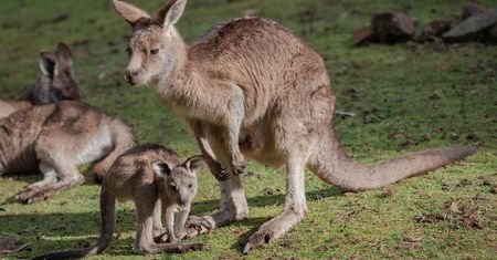 Nie żyje 11 kangurów z opolskiego zoo. "Coś bardzo niepokojącego"