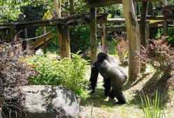 Turyści ciągle to robią. Zoo apeluje. "Ręce nam opadają"